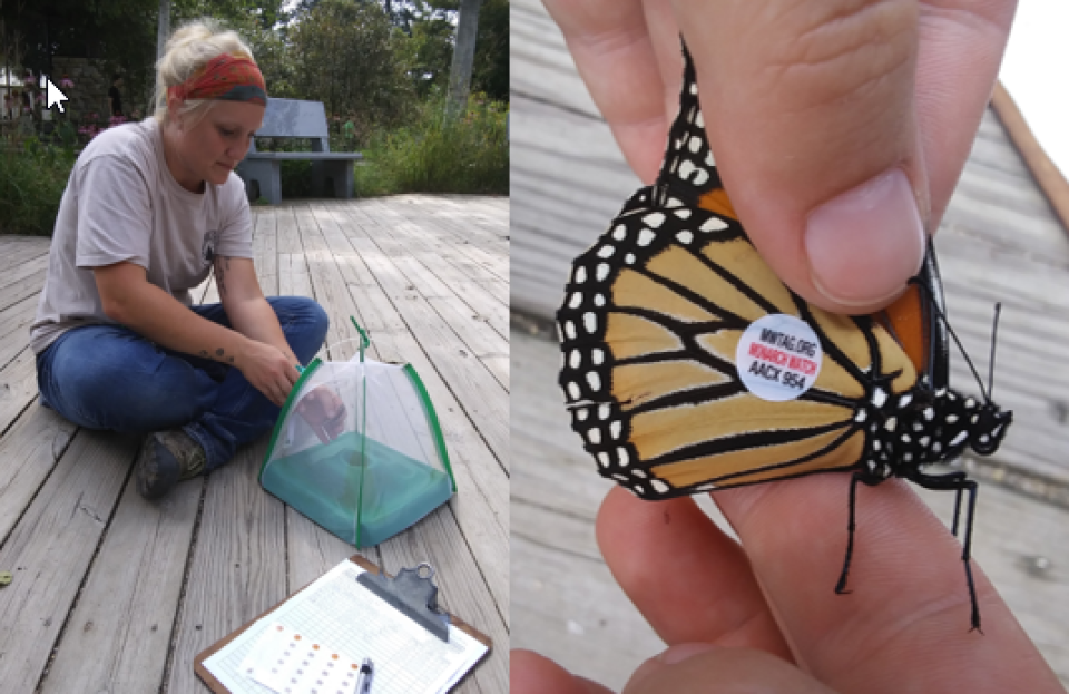 Tagging Monarchs at Oxbow Park