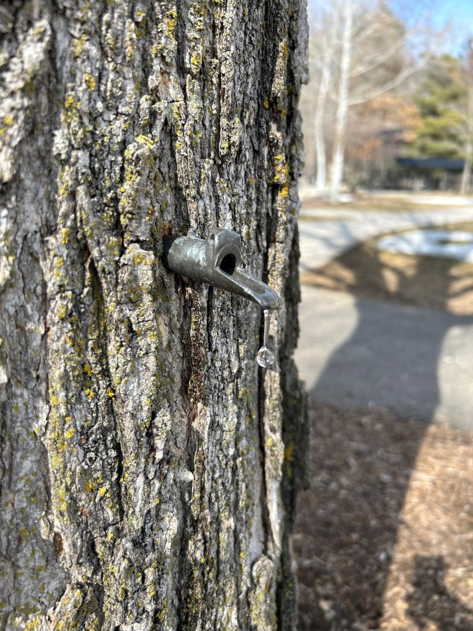 Spile in a tree for maple syrup