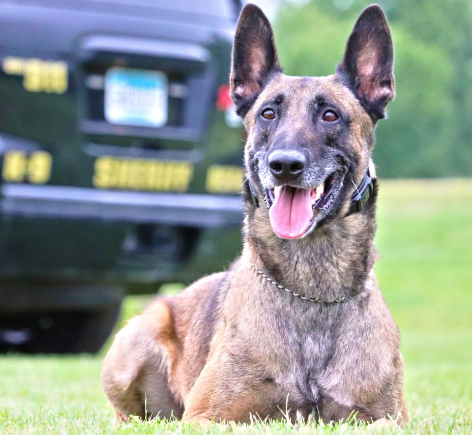 Photo of K9 Cobra in front of a sheriff's office squad